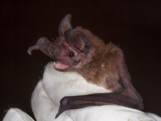 Yet another New Bat Species for reserve